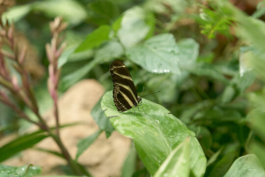 Zebra longwing butterfly rests on a vibrant green leaf with delicate wings