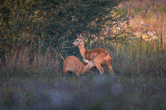 Roe deer