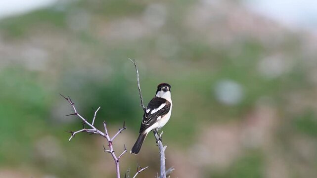 Woodchat Shrike (Lanius senator) perched on a thorny branch in its natural habitat, observing surroundings with a clean blurred background.