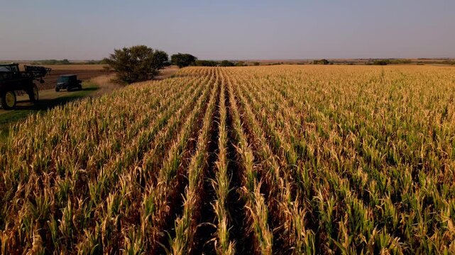 Low aerial over corn rows with farm machinery working at dusk