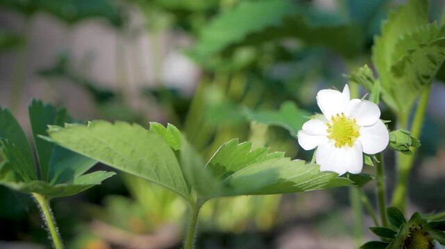Strawberry flower with white petals, yellow core, and green leaves. Early phase of seasonal fruit growth, showing first signs of strawberries that will soon be ready for harvest in garden