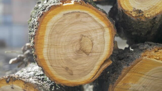 Pile of fresh fruit tree logs and branches after felling in rural area. Wood reuse as firewood contrasts with habitat loss. Concepts include deforestation, biomass fuel and climate change