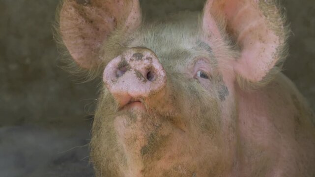 The pig sits in the barn, shaking its head and chewing. It looks around, showing it is comfortable. The animal is raised for meat. Animal husbandry