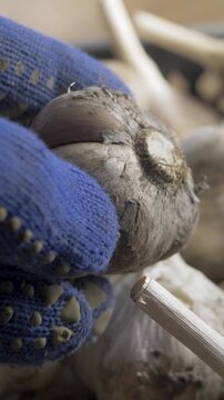 Farmers hand in glove grips garlic bulb, freshly pulled from ground, with crate of recently harvested garlic in background Each bulb represents hard work and offers intense flavor for future meals