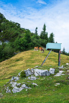 Kampenwand Bergk&uuml;he, Aschau im Chiemgau, Bayern, Deutschland