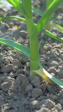 Fresh green garlic plants grow in rows on dry soil. Long slender leaves reach upward. Sunlight highlights vibrant green color. Earthy texture of soil contrasts with smooth leaves