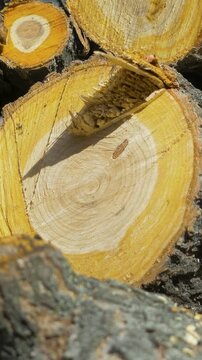 Fresh cut apricot wood after tree felling in rural yard. Exposed rings reveal tree age. Dendrochronology helps study climate history, while orchard removal raises ecology and land care concerns