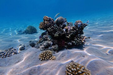 Shallow tropical reef, white sandy seabed and fish. Scuba diving on beautiful small coral reef. Healthy reef ecosystem on the sand, marine life in sea. Corals and fish, travel underwater photography. © blue-sea.cz