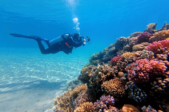 Scuba diver videographer and rich colorful underwater coral reef. Tourist with the action camera diving on the tropical reef. Sand, reef, shallow blue water and diver with camera.