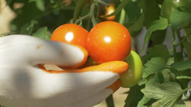 Hand carefully examines cluster of tomatoes surrounded by lush foliage. Home garden allows for fresh, pesticide-free crops, ensuring direct farm-to-table experience with naturally ripened produce