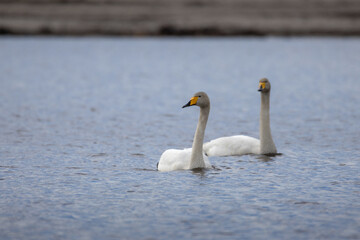 A pair of adult whooper swans (Cygnus cygnus) swim side by side toward the camera lens on a windy overcast spring day. Wildlife photography with copy space. © Mariia