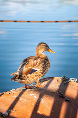 Wild mallard duck resting in profile on a rusty metal pontoon beside calm water, showing mottled plumage, orange feet, yellow bill, and a blue-violet wing patch © Vasilisa Dorofeeva