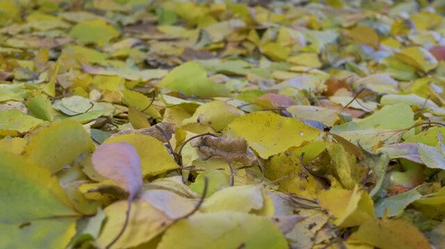 Entire ground is hidden beneath a blanket of yellow and brown leaves. The dry leaves, some curled and some flat, are mixed with small branches, creating a classic autumn scene
