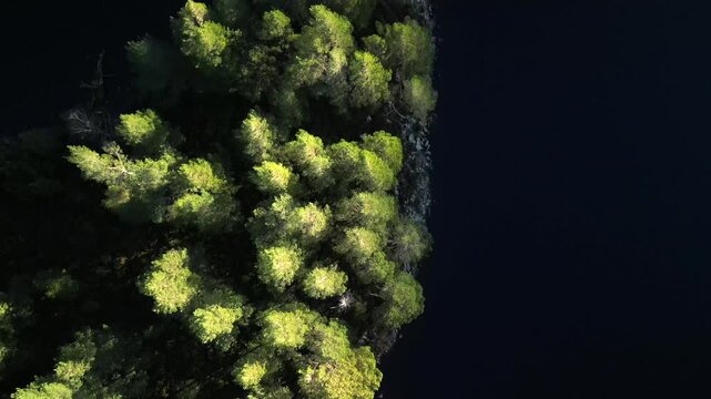 Aerial view of dense coniferous forest bordering a dark loch in the Cairngorms National Park in Aviemore, Scotland, United Kingdom.