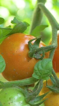 Unripe tomato with noticeable dark patches. Home vegetable garden embracing organic methods. Addressing plant diseases early helps preserve overall harvest quality