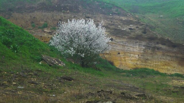 Blooming cherry plum in the canyon against the background of a limestone cliff. A foggy spring day