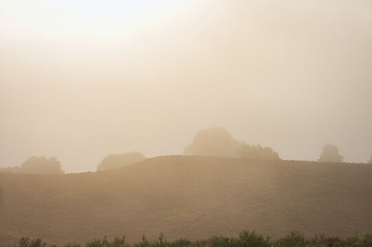 A minimalist morning landscape with dense fog obscuring the sky above rolling purple heather hills at the Posbank in the Netherlands.   
