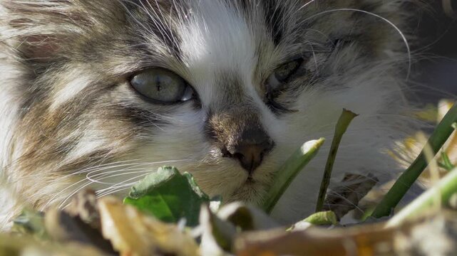 Abandoned cat with a swollen eye crouching in the grass. Faded fur, weary expression. A reminder of the silent struggles of homeless animals 