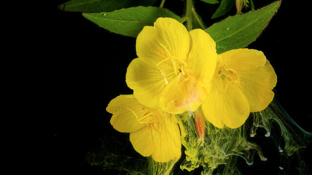Closeup yellow evening primrose flowers, green leaves, and colored ink swirls on black background