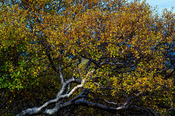 Golden autumn foliage on gnarled arctic birch tree branches macro detail © Oleksandr Kashcheiev