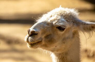 Llama close-up. Portrait of a light-colored llama. © Vera