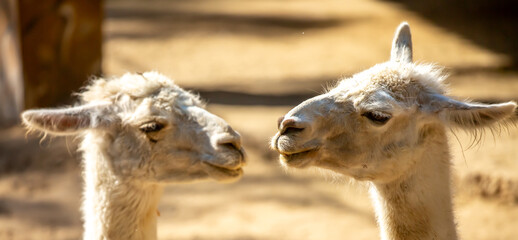 Fototapeta premium Llama close-up. Portrait of a light-colored llama.