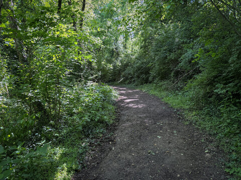 Shaded dirt trail winds through a dense green forest, flanked by thick underbrush, shrubs, and leafy trees overhead