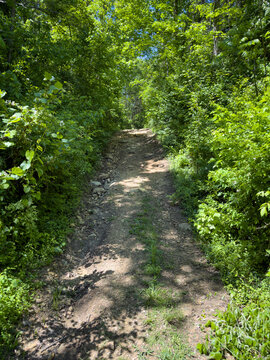 Rocky, sunlit dirt trail winds uphill through a dense green forest canopy with rubble and stones lining the path