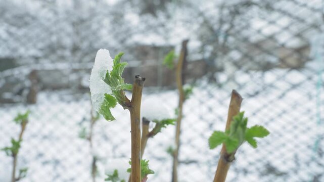 Early raspberry shoot iced by late snowfall. Growing energy stopped short. Fruit process delayed. Farm readiness interrupted by cold surprise