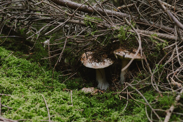 Fototapeta premium Beautiful porcini mushroom growing in green moss and dry grass in the autumn woods