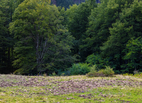 A grassy clearing next to a dense forest, with the foreground soil noticeably churned up by wild boars. Soil dug by wild boars