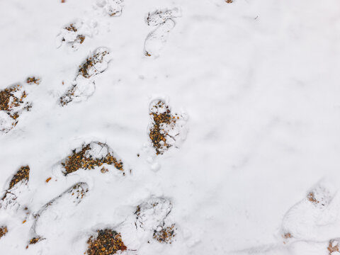 Footprints in fresh snow covering autumn gravel path