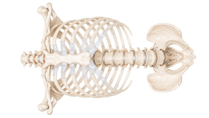 Human rib cage and lumbar spine connected to pelvis, isolated on transparent background