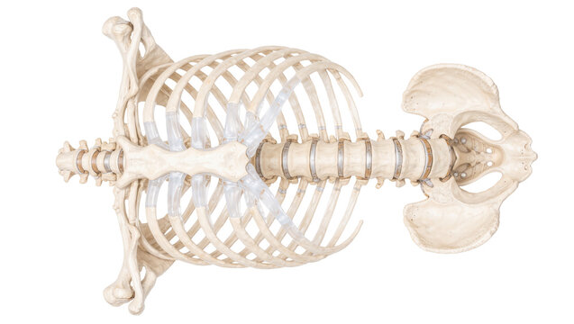 Human rib cage and lumbar spine connected to pelvis, isolated on transparent background