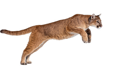 Powerful cougar leaping mid-air, isolated on transparent background © Mia