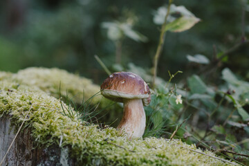Fototapeta premium Beautiful porcini mushroom growing in green moss and dry grass in the autumn woods