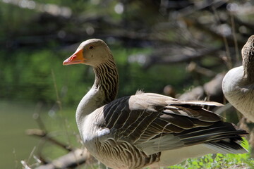 canada goose on the shore © Brian