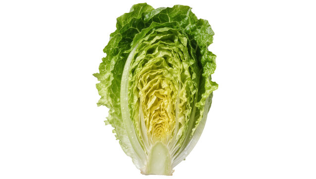 Fresh romaine lettuce half with crisp green leaves, isolated on transparent background