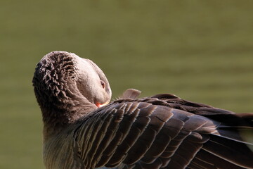 preening goose © Brian