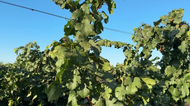 Lush green grape leaves fill the foreground and middle ground, showing dense foliage against a clear bright blue sky, suggesting a vine row setting