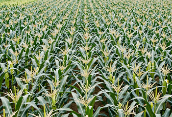 Naklejka premium Agriculture and food security, rows of green corn plants growing in a large field during summer season for sustainable farming and crop production