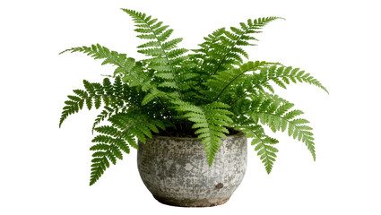 Lush green fern plant in a textured grey pot, isolated on transparent background © Mia