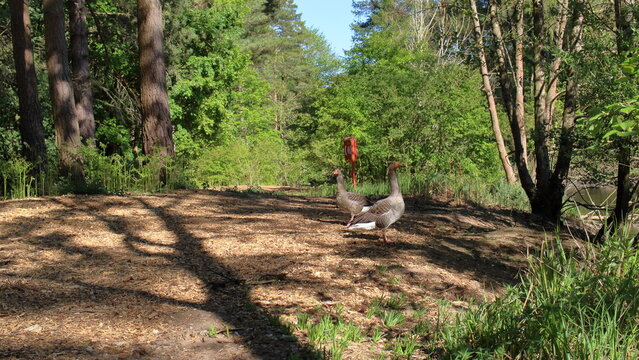 a pair of geese on the ground
