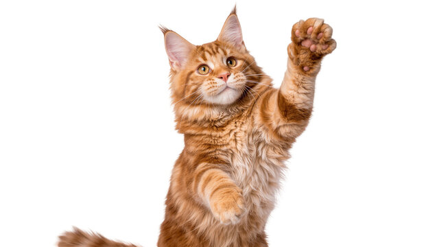 Fluffy ginger Maine Coon cat reaching up with paw, isolated on transparent background