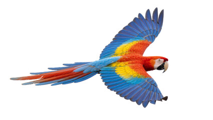 Scarlet macaw parrot with vibrant blue yellow and red feathers flying, isolated on transparent background © Mia