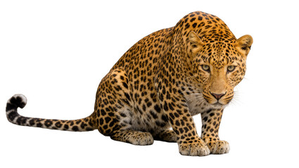Spotted leopard with golden fur resting alertly, isolated on transparent background © Mia