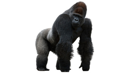 Powerful silverback gorilla standing, isolated on transparent background © Mia