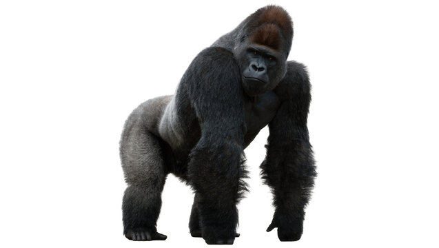 Powerful silverback gorilla standing, isolated on transparent background