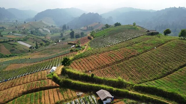 Aerial view of terraced agricultural fields in West Java, Indonesia.