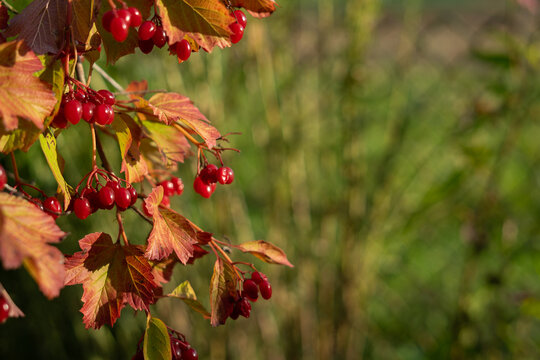 Red Viburnum Berries and Autumn Leaves in Warm Fall Light with Copy Space